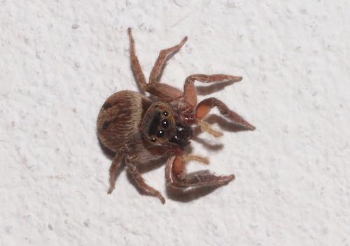 Hasarius adansoni